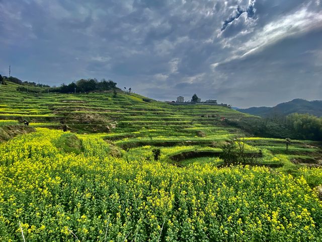 Rape Seed Flowers in Minshengcun, Pujiang