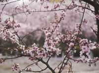 Spring flowers at the Baitang garden Suzhou🌸