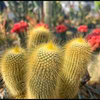 Amazing Cacti 🌵 and flowers 🌺 in Shanghai.