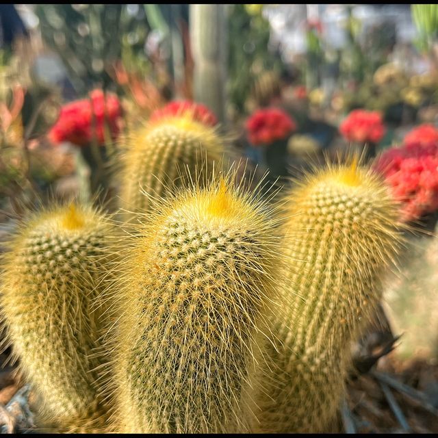 Amazing Cacti 🌵 and flowers 🌺 in Shanghai.