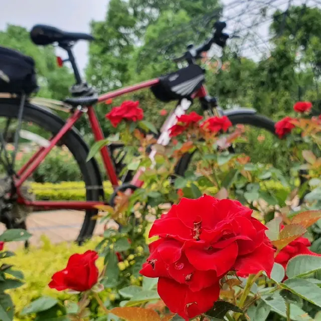 Rose Garden in Houtan Park