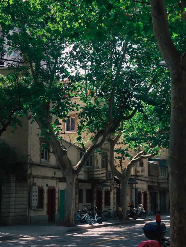 Former French Concession, Shanghai🌿🌱