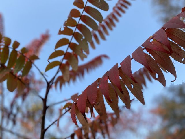 Autumn Colors🍂