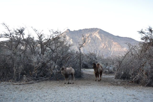 Nubra valley india