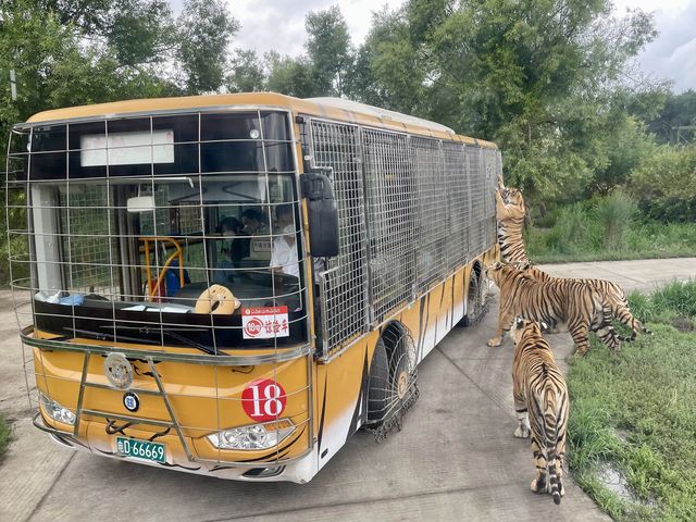 Harbin’s Siberian Tiger Park 🐅 