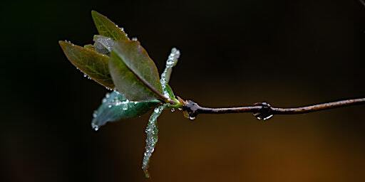 Queer Film Night Photo & Video Workshop: Nature Session | Hermitage of Braid
