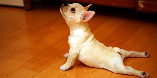 Puppy Yoga - April 27th  at 12:30pm | Laughing Frog Yoga