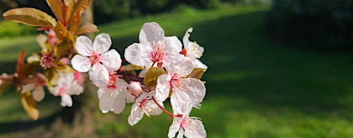 Forest Bathing Walk - Taster session | St Marks Park