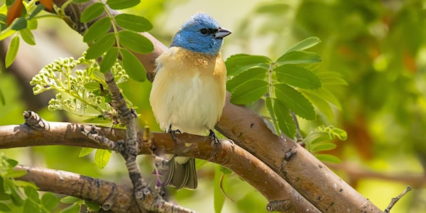 Guided Lazuli Bunting Walk | éxətəm (tla-hut-um) Regional Park (Formerly known as Colony Farm Regional Park)