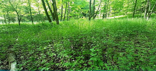 NAI Invasive Species Workshop | Dundas Valley Conservation Area