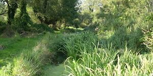 A morning at Ham Fen | Ham Fen Nature Reserve