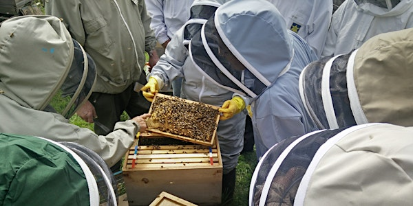 Beekeeping Experience Day | The Shrewsbury Arms
