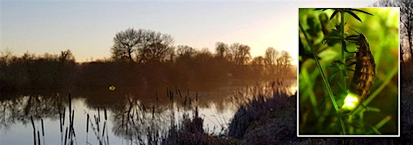Discover Glow-worms - College Lake, Saturday 19 July | College Lake
