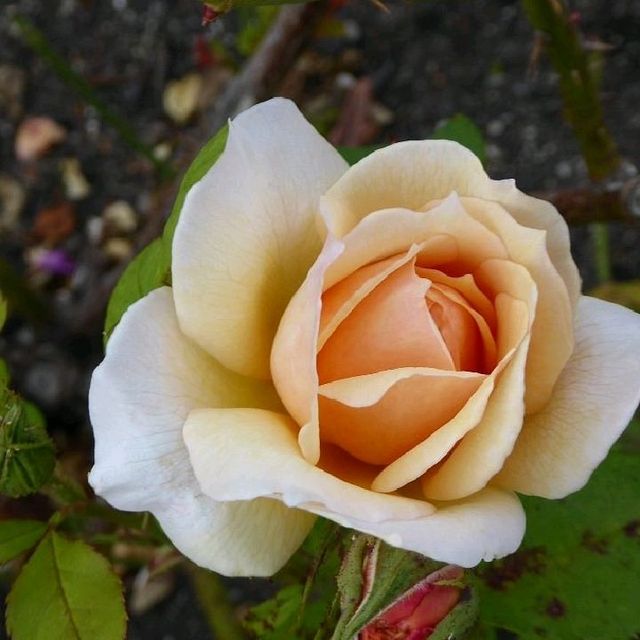 Dunedin Botanic Garden