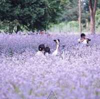 ทุ่งดอกหงอนนาค 💜สีม่วงฟรุ๊งฟริ๊ง สวยหวานใจละลาย