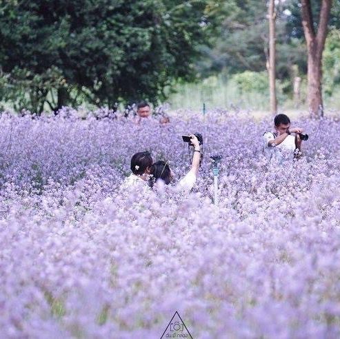 ทุ่งดอกหงอนนาค 💜สีม่วงฟรุ๊งฟริ๊ง สวยหวานใจละลาย
