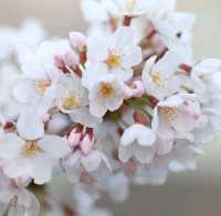 【兵庫   有馬温泉】サクラ咲きほこる日本の美🌸🌸🌸