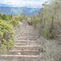 新緑の花立山荘