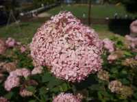 6月去東京必睇的繡球花