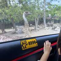 bangkok safari park - animals uncaged