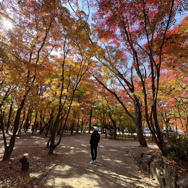 Gyeongju , is a must place to enjoy autumn 🍂