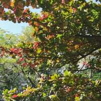 紅葉🍁打卡（青衣公園）市區內既紅葉交通超方便