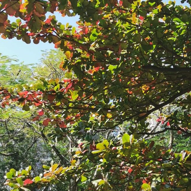 紅葉🍁打卡（青衣公園）市區內既紅葉交通超方便