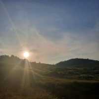 natural morning walk in palm oil plantation 
