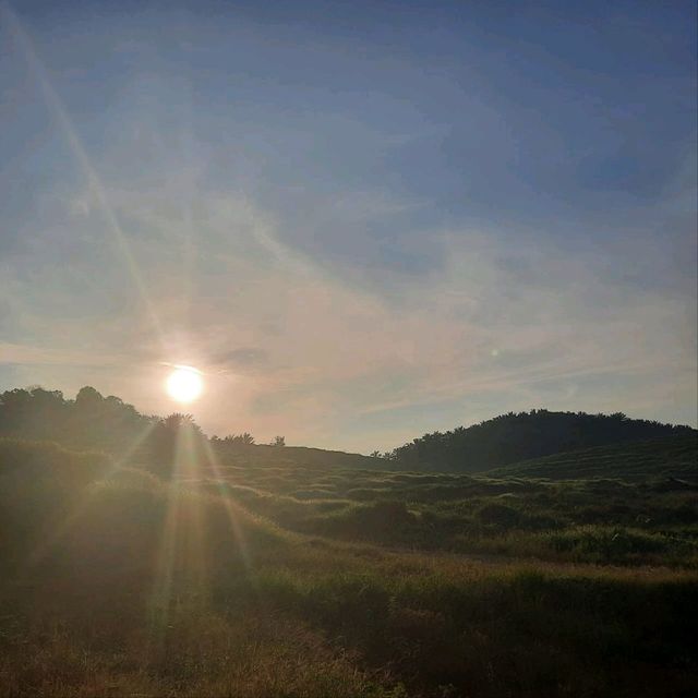 natural morning walk in palm oil plantation 