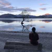 The Iconic Tree of Lake Wanaka 