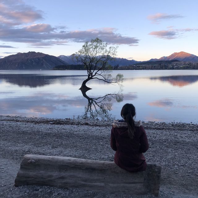 The Iconic Tree of Lake Wanaka 