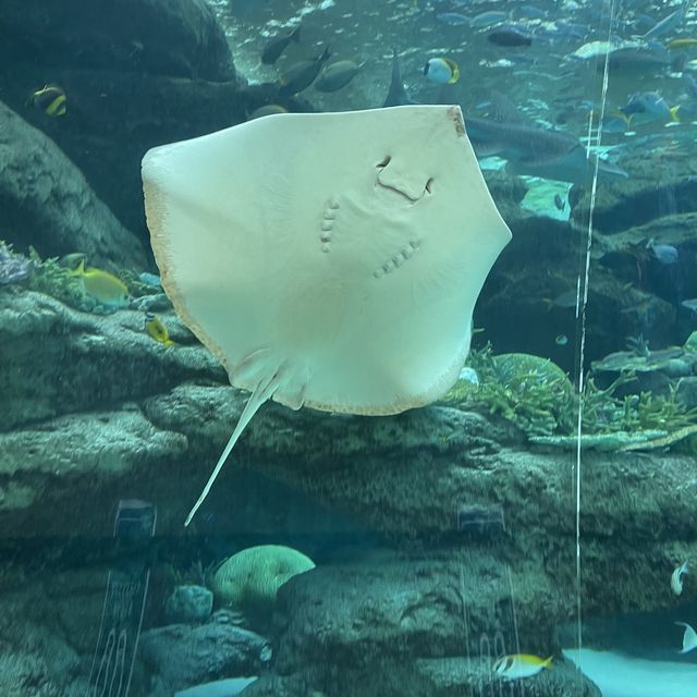 名古屋水族館の生き物たち