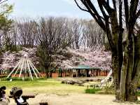 名城公園＆名古屋城でお花見🌸🌸