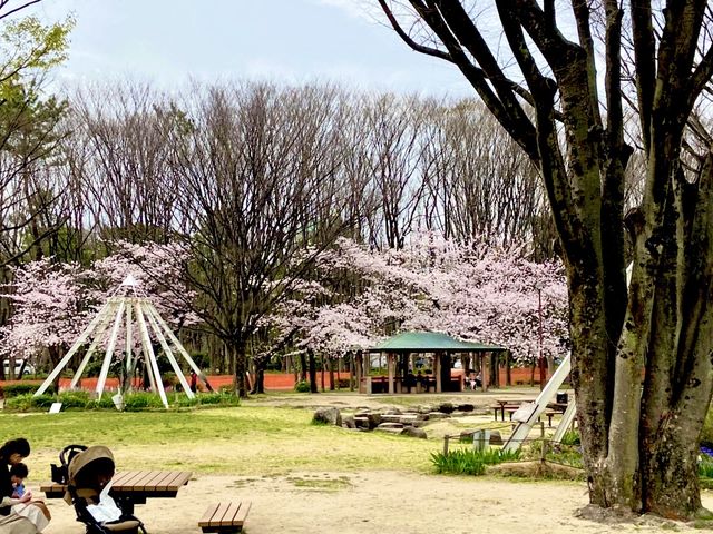 名城公園＆名古屋城でお花見🌸🌸
