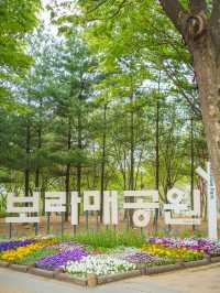 서울 겹벚꽃 포함 봄 꽃구경 명소 보라매공원 