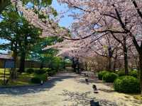 京都　京都散策旅　念願の東寺！東寺と桜のコラボに感動❗️