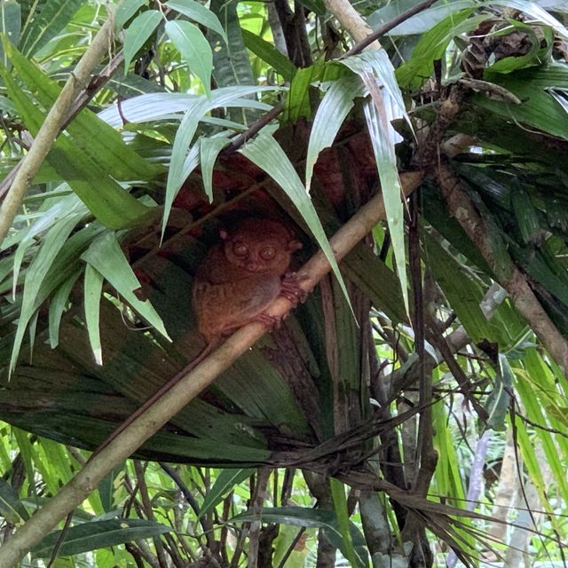 Tarsier 