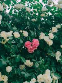 서울 장미명소🌹
