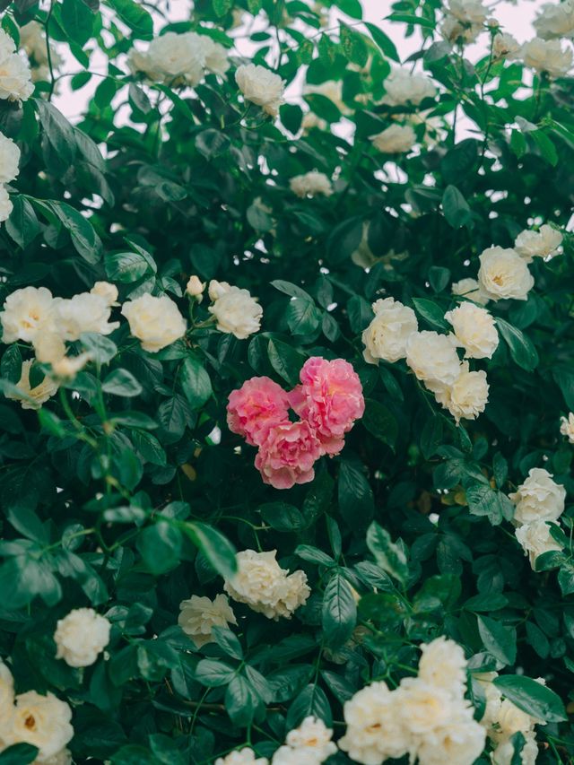 서울 장미명소🌹