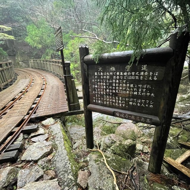 屋久島にあるウィルソン株に行ってきた🌳