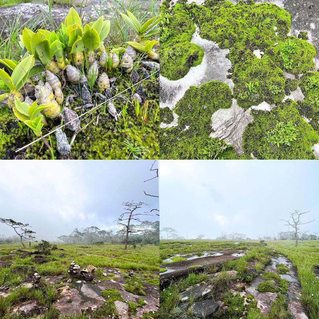 เดินป่า ลาวใต้ 3 วัน 2คืน ⛰📸