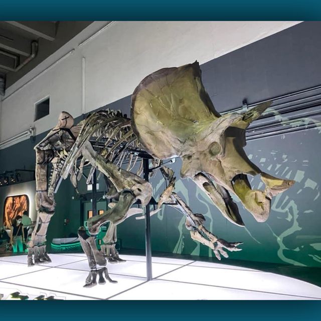 恐龍🦕🦖出沒注意⚠️