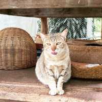 Cat cafe ทริปนี้เอามาฝากทาสแมวคนรักแมว