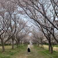 🌸 영암 벚꽃 명소 🌸