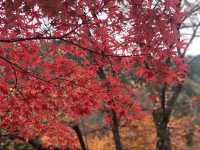 最美紅葉香嵐溪