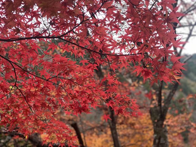 最美紅葉香嵐溪