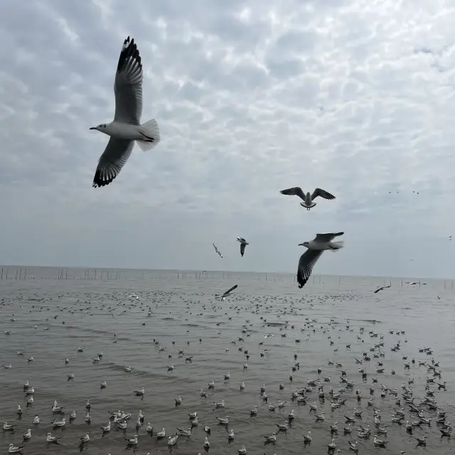 Feed the birds @Bangpu Recreation Center