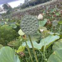 Bukit Lima Forest Park