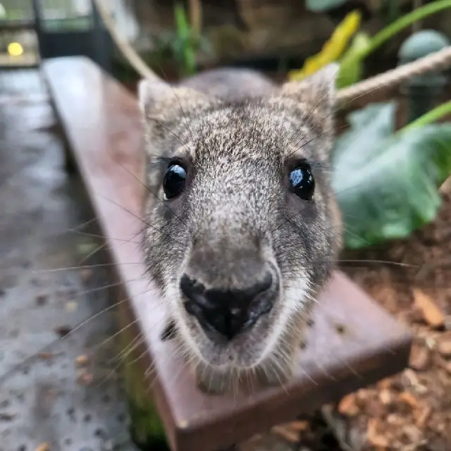 Can do Cairns