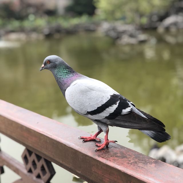 荔枝角公園：嶺南之風